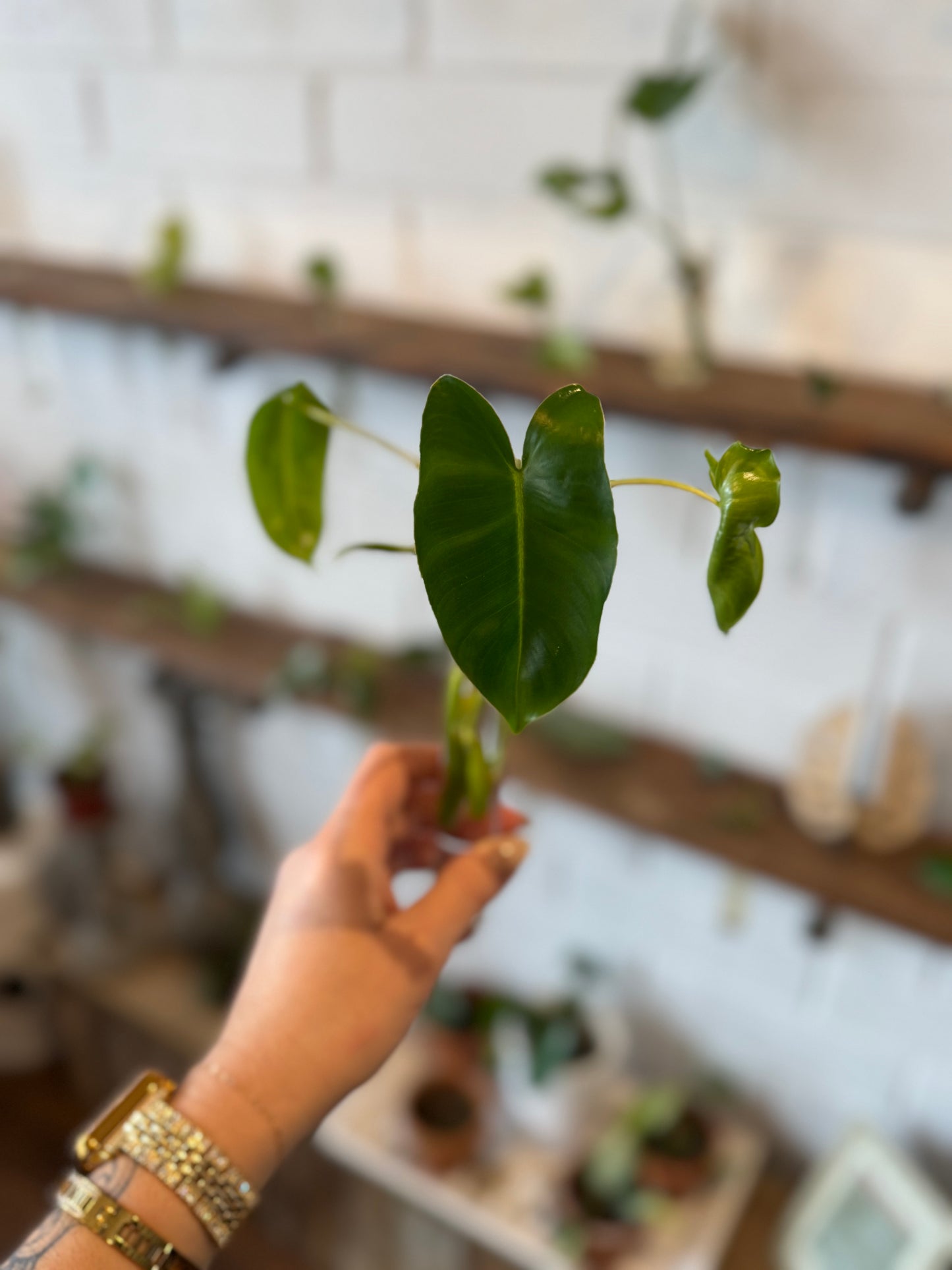 Burle Marx Philodendron (Rare)