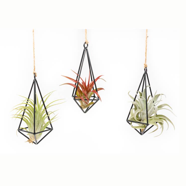 Hanging Metal Pendants with Tillandsia Air Plant